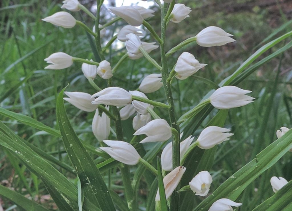 Cephalanthera longifolia